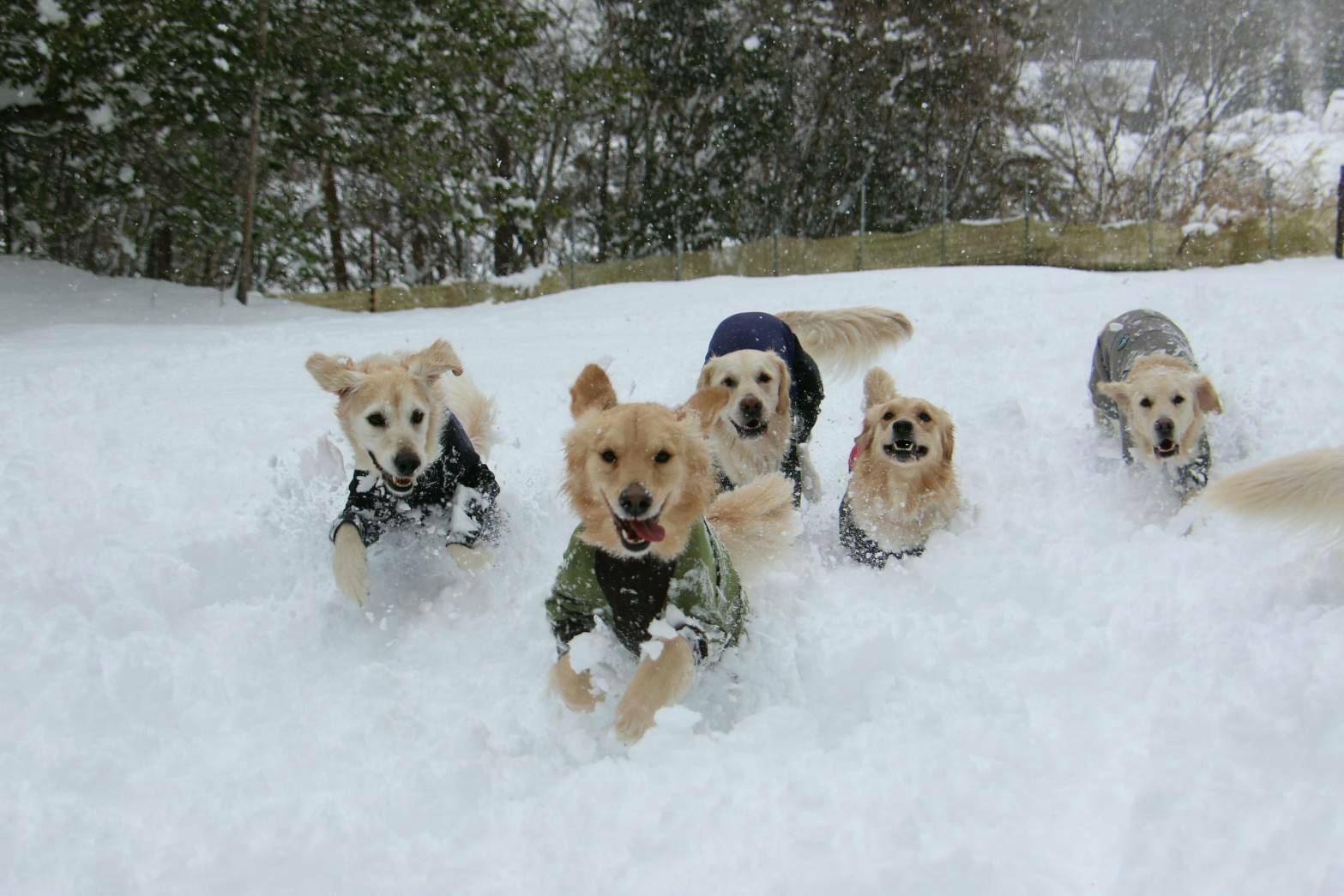 ドッグラン大阪
